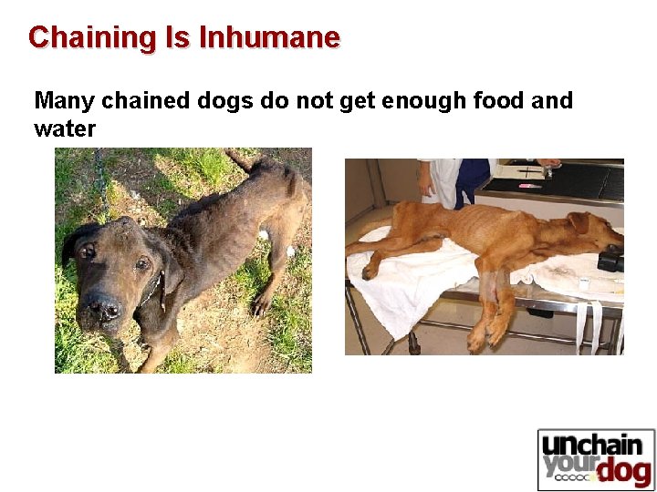 Chaining Is Inhumane Many chained dogs do not get enough food and water 