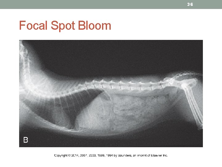 36 Focal Spot Bloom 