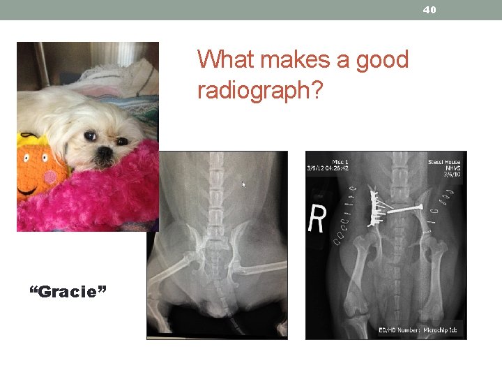 40 What makes a good radiograph? “Gracie” 