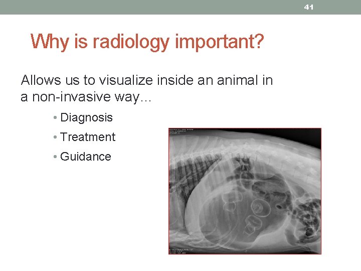 41 Why is radiology important? Allows us to visualize inside an animal in a