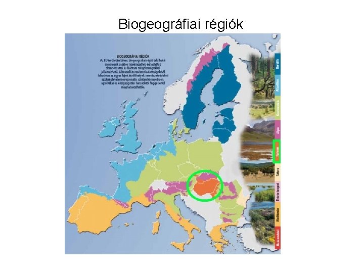 Biogeográfiai régiók 
