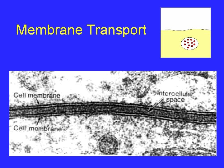 Membrane Transport 