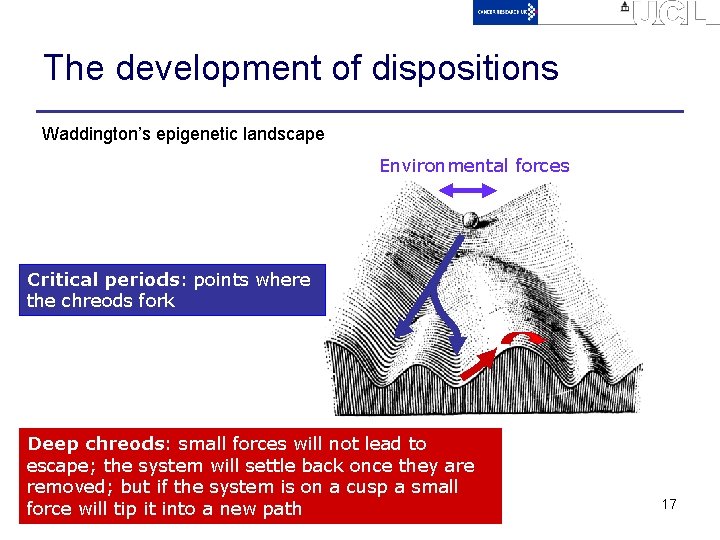 The development of dispositions Waddington’s epigenetic landscape Environmental forces Critical periods: points where the