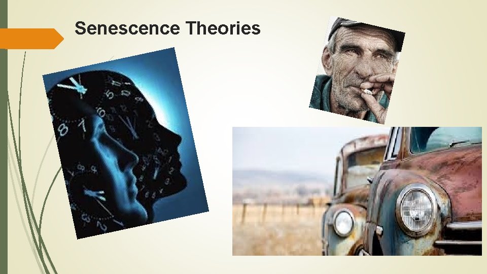 Senescence Theories 