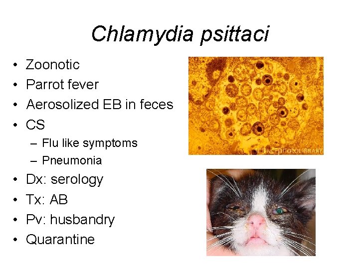 Chlamydia psittaci • • Zoonotic Parrot fever Aerosolized EB in feces CS – Flu