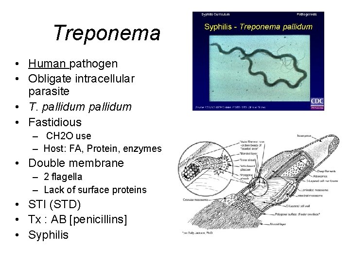 Treponema • Human pathogen • Obligate intracellular parasite • T. pallidum • Fastidious –