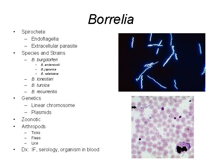 Borrelia • • Spirochete – Endoflagella – Extracellular parasite Species and Strains – B.