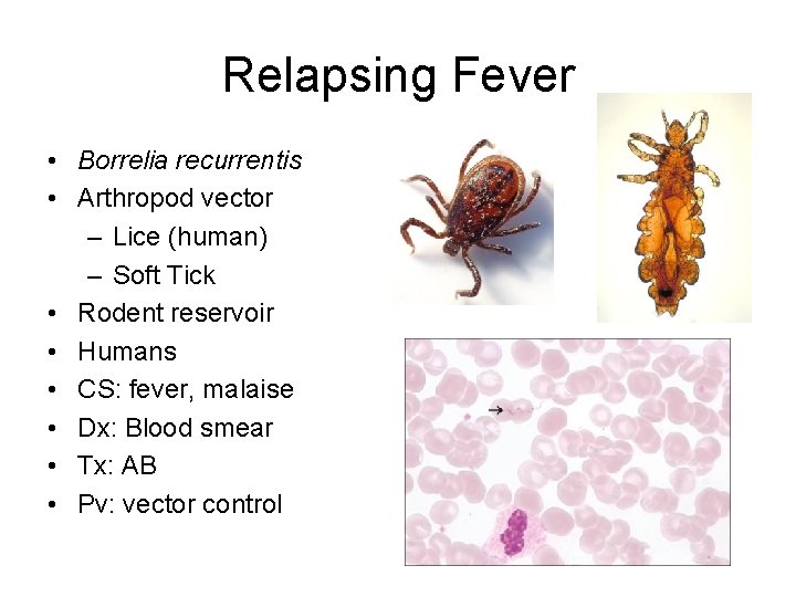 Relapsing Fever • Borrelia recurrentis • Arthropod vector – Lice (human) – Soft Tick