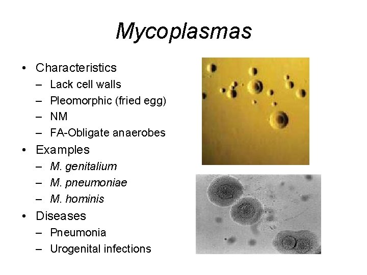 Mycoplasmas • Characteristics – – Lack cell walls Pleomorphic (fried egg) NM FA-Obligate anaerobes