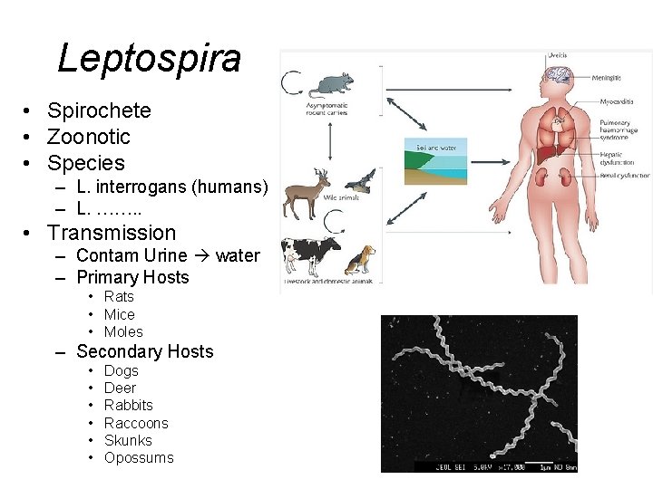 Leptospira • Spirochete • Zoonotic • Species – L. interrogans (humans) – L. …….