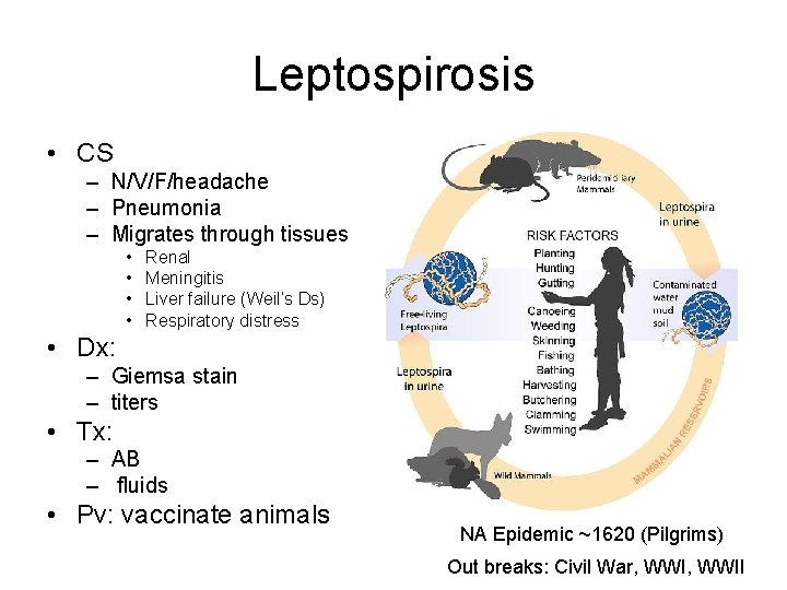 Leptospirosis • CS – N/V/F/headache – Pneumonia – Migrates through tissues • • Renal