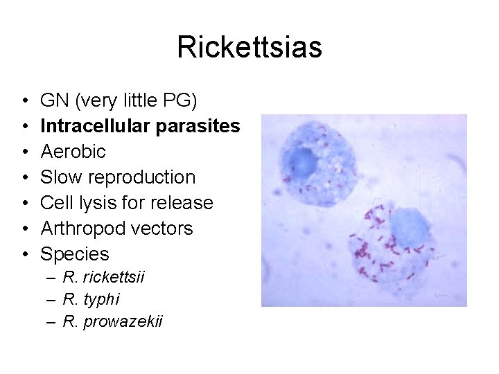 Rickettsias • • GN (very little PG) Intracellular parasites Aerobic Slow reproduction Cell lysis