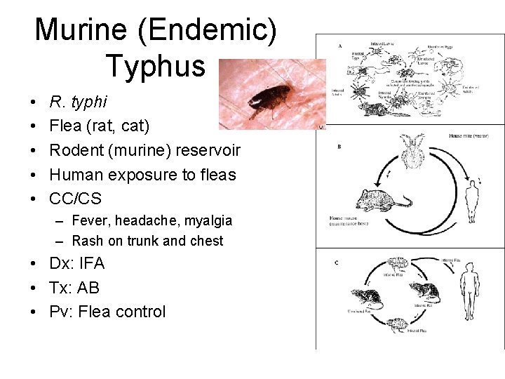 Murine (Endemic) Typhus • • • R. typhi Flea (rat, cat) Rodent (murine) reservoir