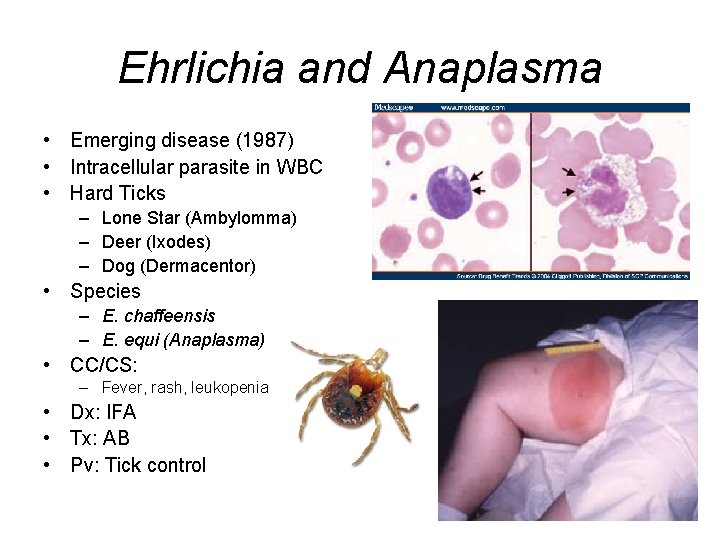 Ehrlichia and Anaplasma • Emerging disease (1987) • Intracellular parasite in WBC • Hard