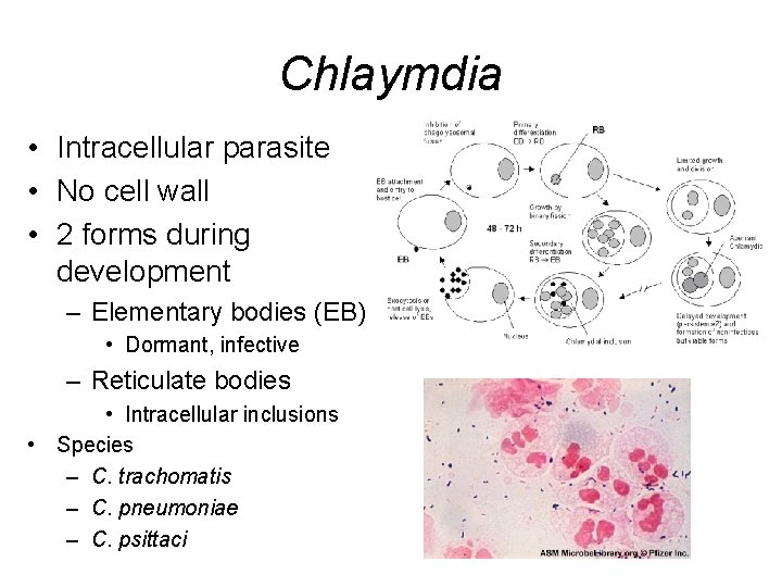 Chlaymdia • Intracellular parasite • No cell wall • 2 forms during development –