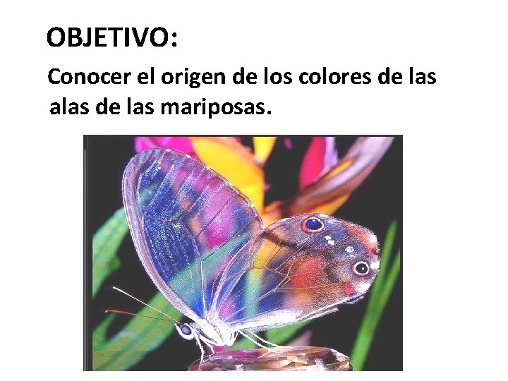  OBJETIVO: Conocer el origen de los colores de las alas de las mariposas.