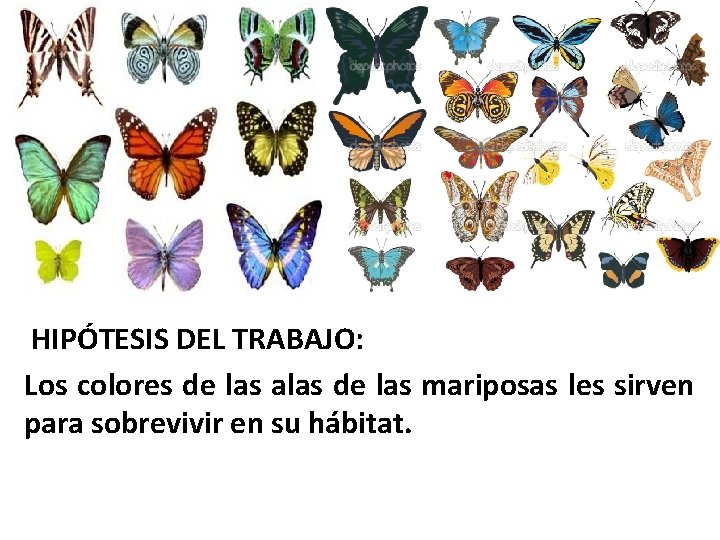  HIPÓTESIS DEL TRABAJO: Los colores de las alas de las mariposas les sirven