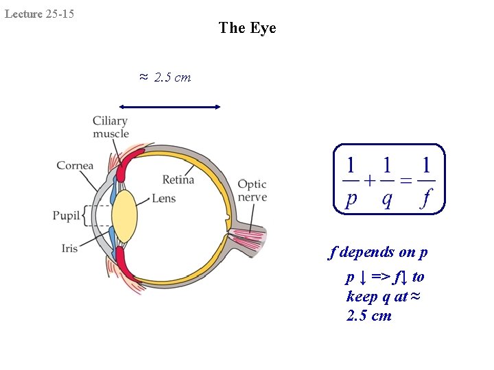 Lecture 25 -15 The Eye ≈ 2. 5 cm f depends on p p