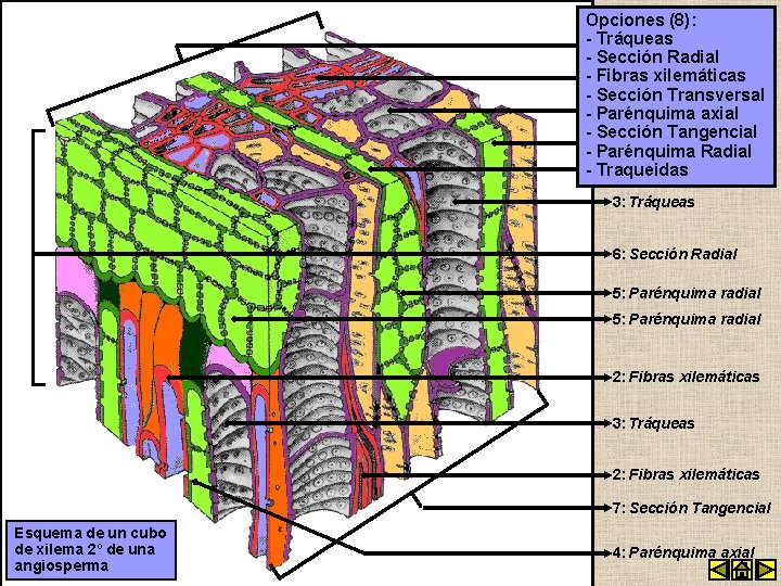 Opciones (8): - Tráqueas 1: Sección Transversal - Sección Radial - Fibras xilemáticas 2:
