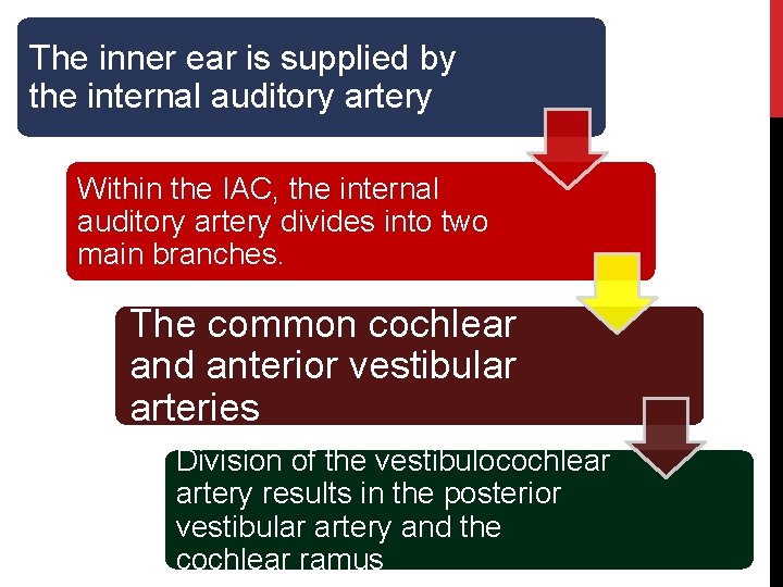 The inner ear is supplied by the internal auditory artery Within the IAC, the