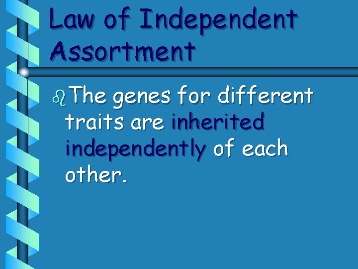 Law of Independent Assortment b. The genes for different traits are inherited independently of