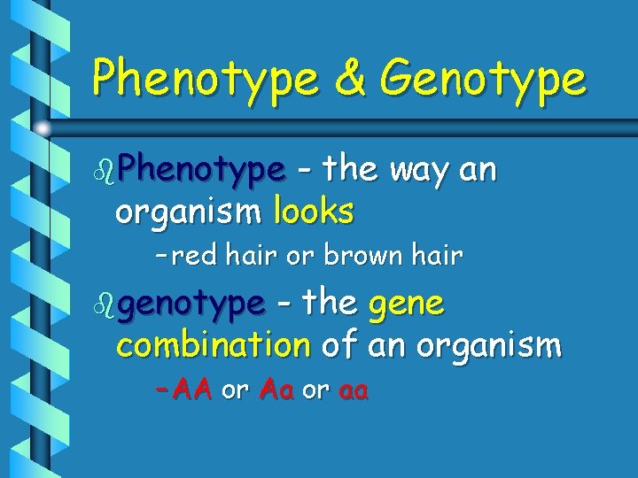 Phenotype & Genotype b. Phenotype - the way an organism looks – red hair