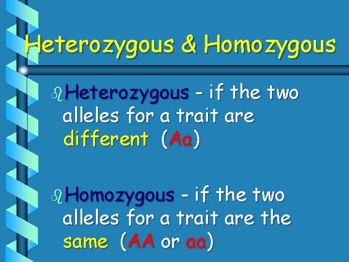 Heterozygous & Homozygous b. Heterozygous - if the two alleles for a trait are