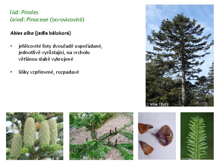 řád: Pinales čeleď: Pinaceae (borovicovité) Abies alba (jedle bělokorá) • jehlicovité listy dvouřadě uspořádané,