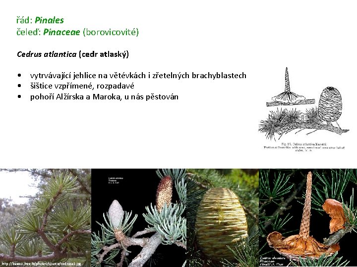 řád: Pinales čeleď: Pinaceae (borovicovité) Cedrus atlantica (cedr atlaský) • vytrvávající jehlice na větévkách