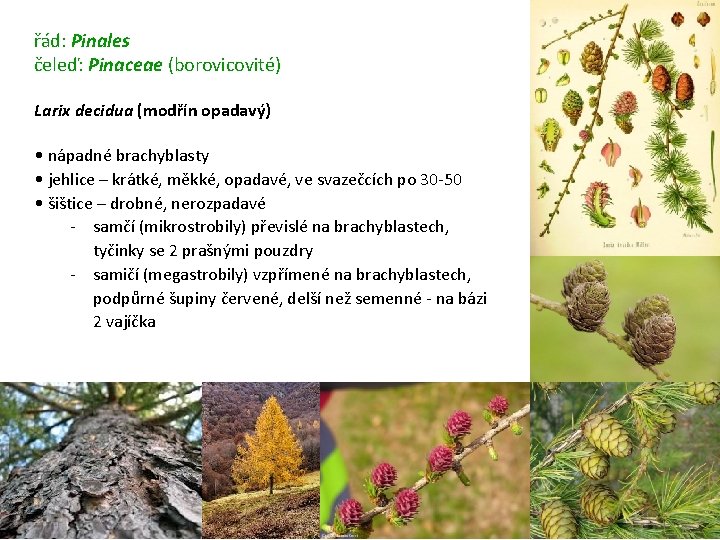 řád: Pinales čeleď: Pinaceae (borovicovité) Larix decidua (modřín opadavý) • nápadné brachyblasty • jehlice