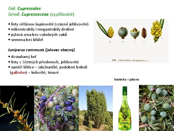 řád: Cupressales čeleď: Cupressaceae (cypřišovité) • listy většinou šupinovité (vzácně jehlicovité) • mikrostrobily i