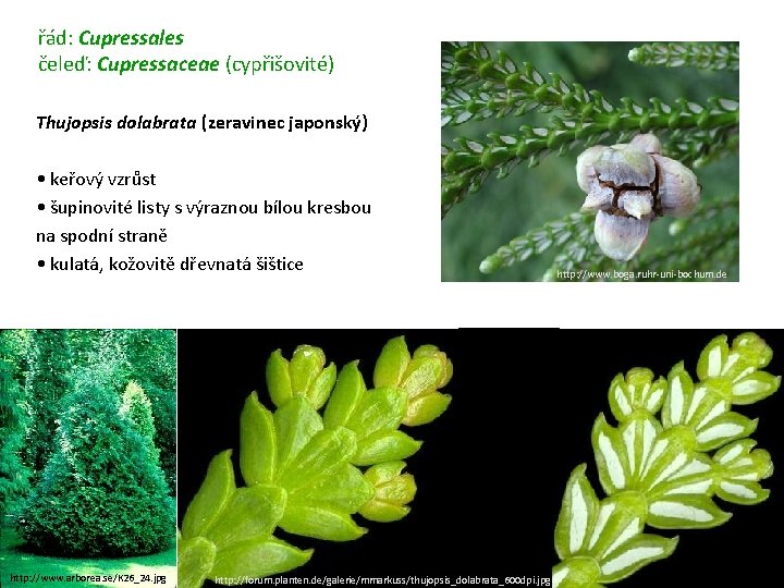 řád: Cupressales čeleď: Cupressaceae (cypřišovité) Thujopsis dolabrata (zeravinec japonský) • keřový vzrůst • šupinovité