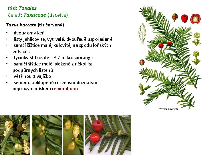 řád: Taxales čeleď: Taxaceae (tisovité) Taxus baccata (tis červený) • • dvoudomý keř listy