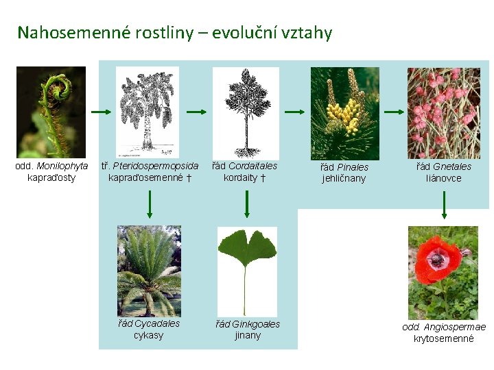 Nahosemenné rostliny – evoluční vztahy odd. Monilophyta kapraďosty tř. Pteridospermopsida kapraďosemenné † řád Cycadales