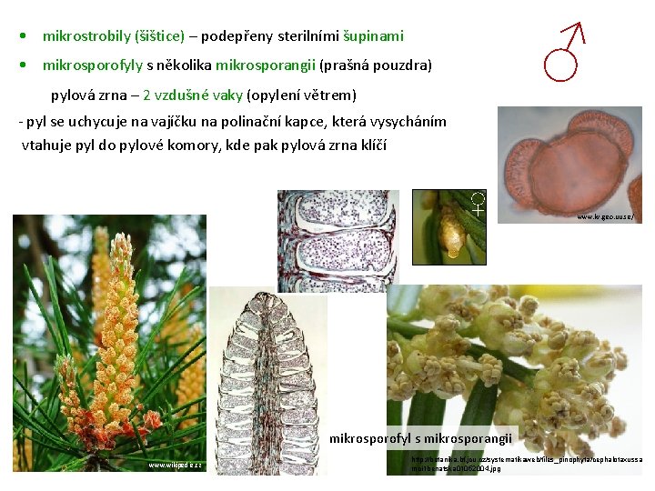 ♂ • mikrostrobily (šištice) – podepřeny sterilními šupinami • mikrosporofyly s několika mikrosporangii (prašná