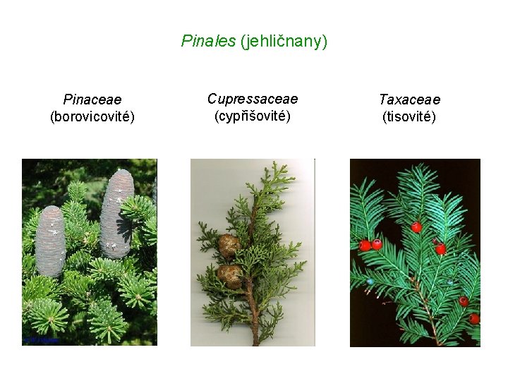 Pinales (jehličnany) Pinaceae (borovicovité) Cupressaceae (cypřišovité) Taxaceae (tisovité) 