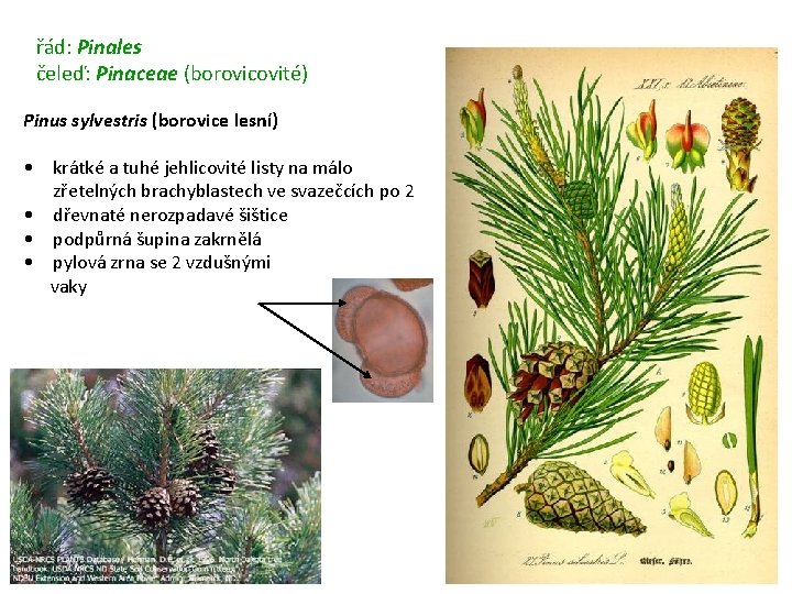 řád: Pinales čeleď: Pinaceae (borovicovité) Pinus sylvestris (borovice lesní) • krátké a tuhé jehlicovité