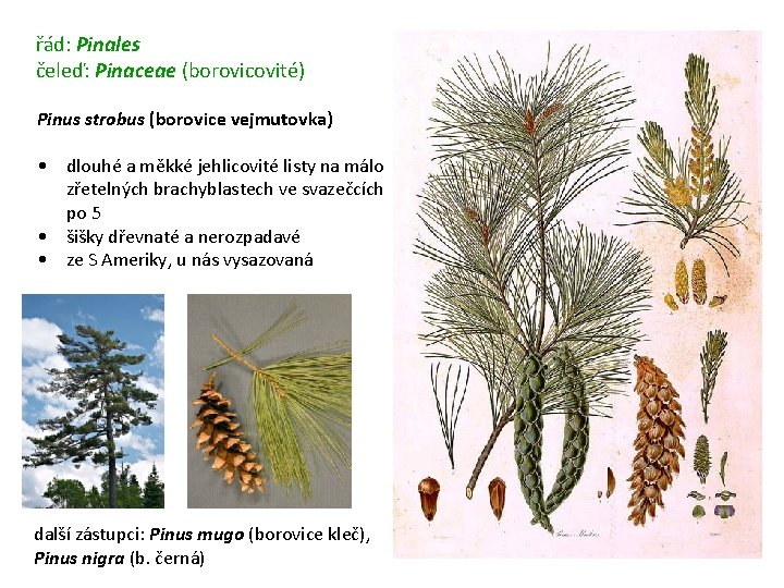 řád: Pinales čeleď: Pinaceae (borovicovité) Pinus strobus (borovice vejmutovka) • dlouhé a měkké jehlicovité