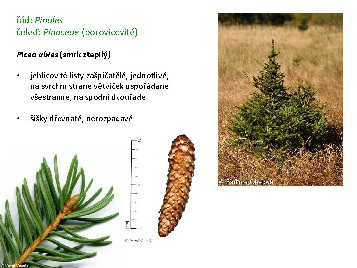 řád: Pinales čeleď: Pinaceae (borovicovité) Picea abies (smrk ztepilý) • jehlicovité listy zašpičatělé, jednotlivé,
