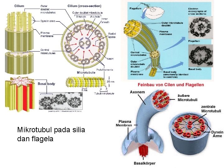 Mikrotubul pada silia dan flagela 