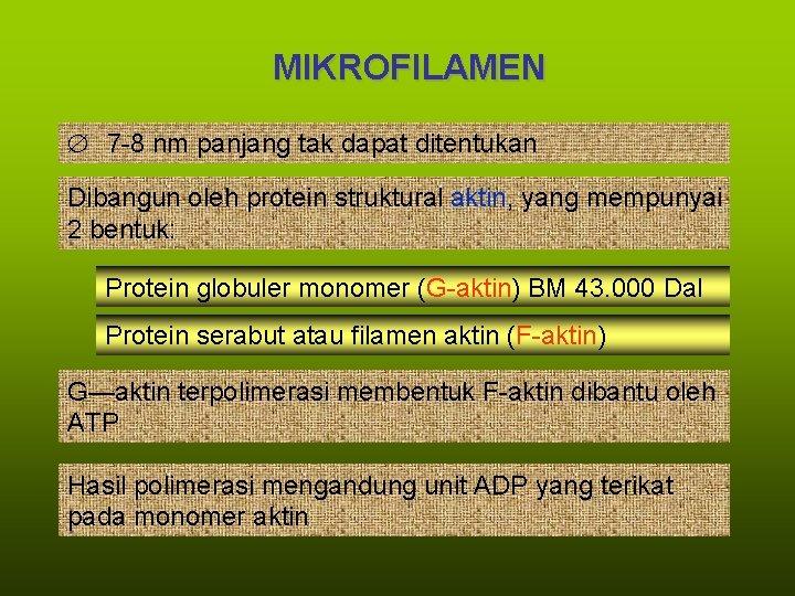 MIKROFILAMEN 　7 -8 nm panjang tak dapat ditentukan Dibangun oleh protein struktural aktin, yang