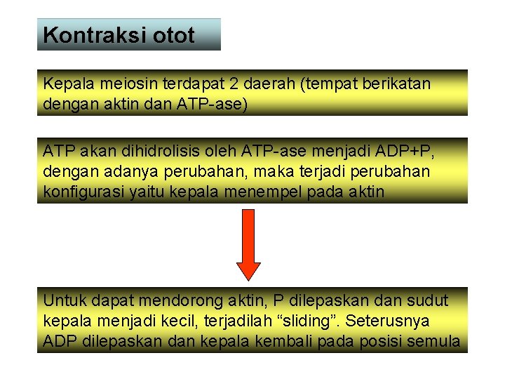 Kontraksi otot Kepala meiosin terdapat 2 daerah (tempat berikatan dengan aktin dan ATP-ase) ATP