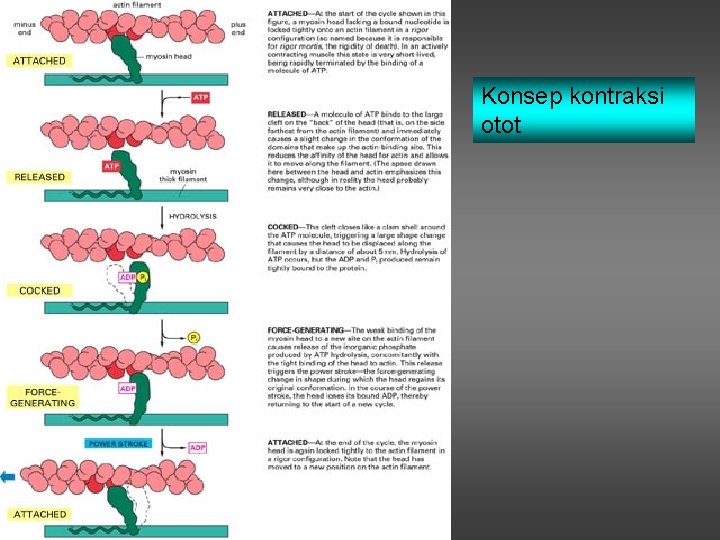 Konsep kontraksi otot 