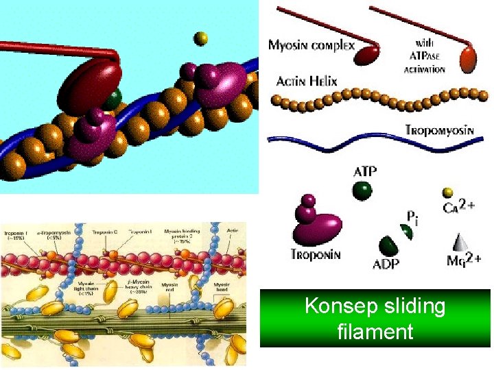 Konsep sliding filament 