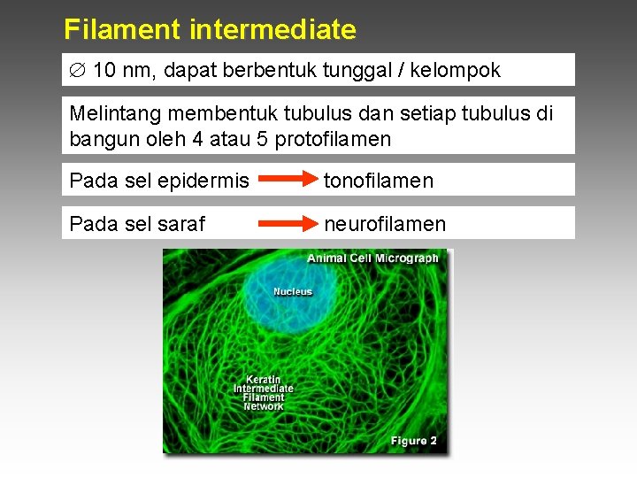 Filament intermediate 10 nm, dapat berbentuk tunggal / kelompok Melintang membentuk tubulus dan setiap