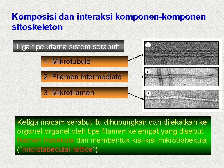 Komposisi dan interaksi komponen-komponen sitoskeleton Tiga tipe utama sistem serabut: 1. Mikrotubule 2. Filamen