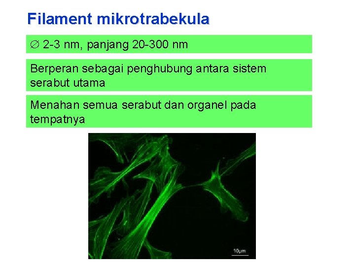 Filament mikrotrabekula 2 -3 nm, panjang 20 -300 nm Berperan sebagai penghubung antara sistem