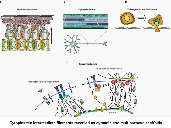 Cytoplasmic intermediate filaments revealed as dynamic and multipurpose scaffolds 