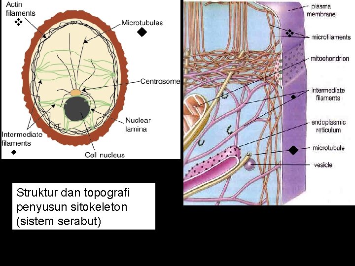  Struktur dan topografi penyusun sitokeleton (sistem serabut) 