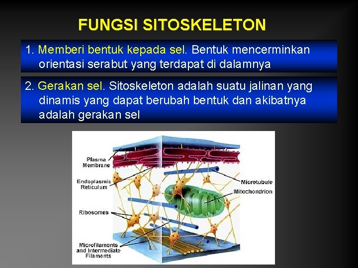 FUNGSI SITOSKELETON 1. Memberi bentuk kepada sel. Bentuk mencerminkan orientasi serabut yang terdapat di